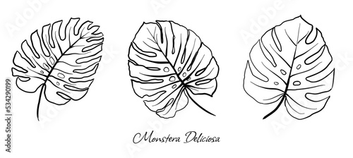 Set of vector handdrawn Monstera Deliciosa (Swiss Cheese Plant or Split-leaf Philodendron) leaves on white background.