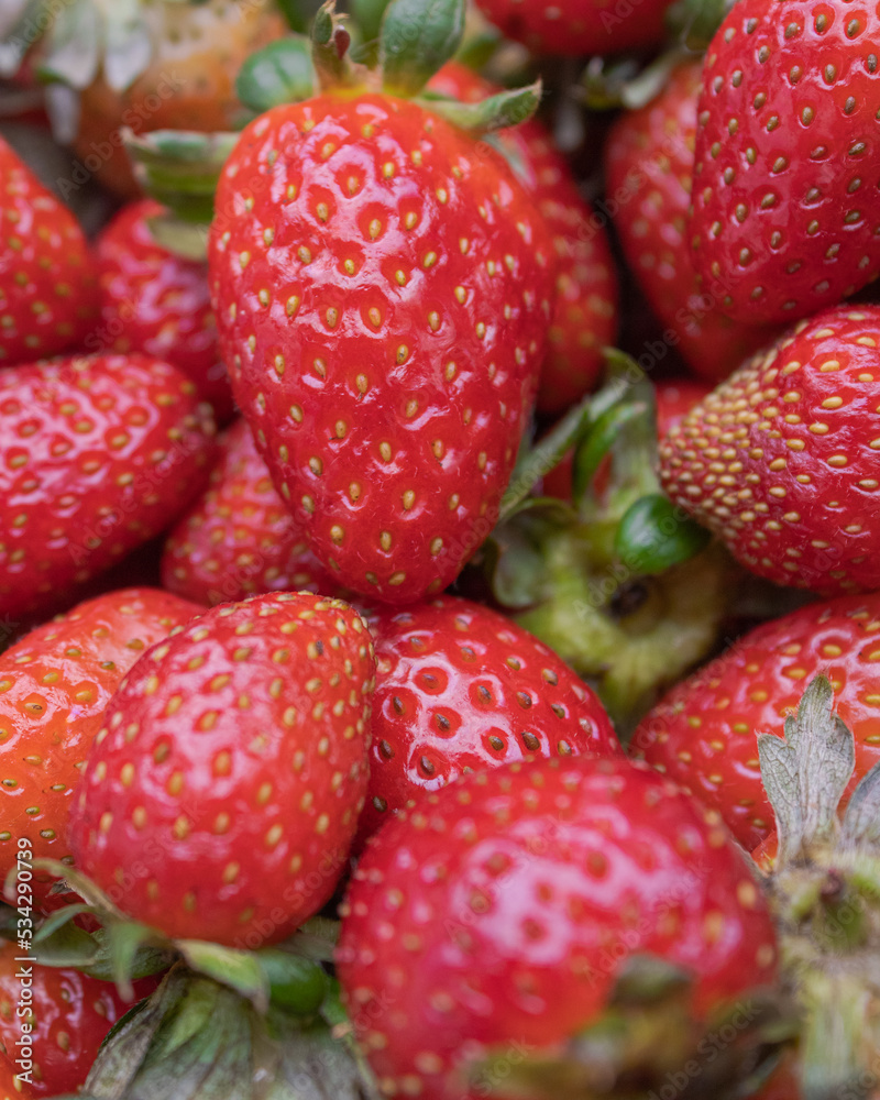 Monton de Fresas Monton de Fresas