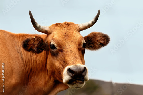 Asturian cow looking at the camera