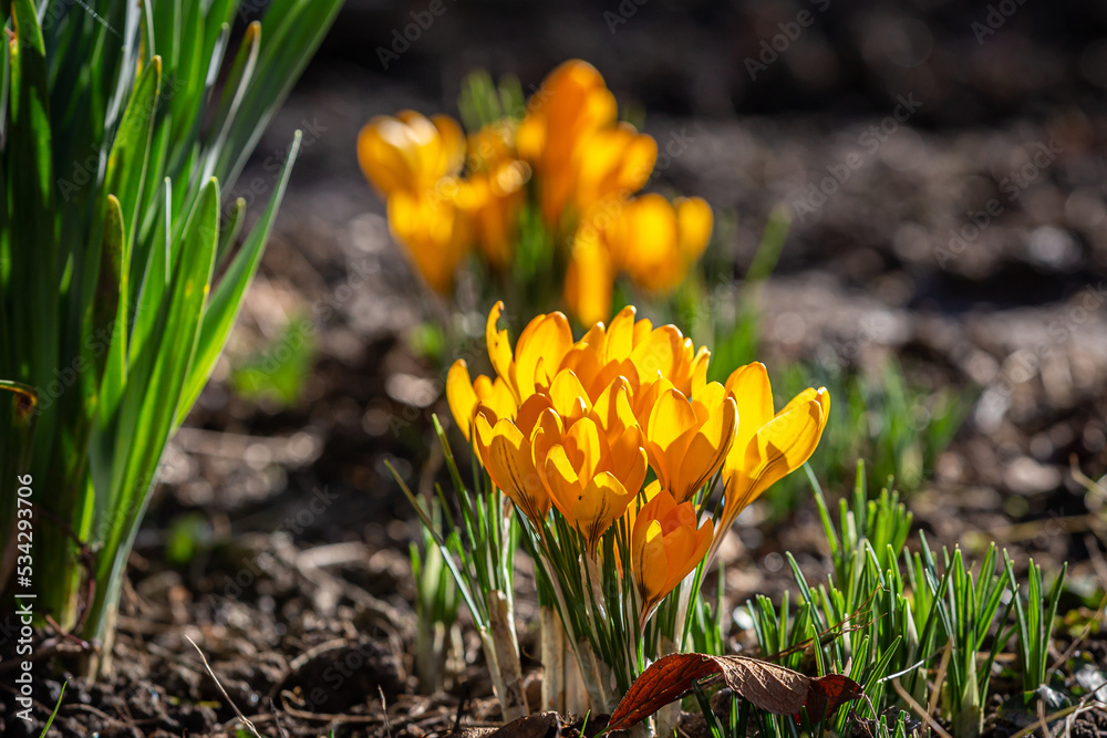 Vibrant yellow crocus flowers on a sunny february day Vibrant yellow crocus flowers on a sunny february day