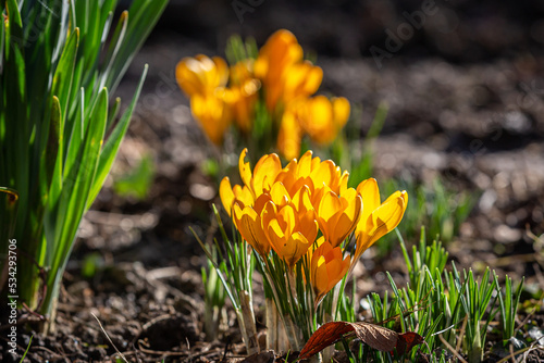 Vibrant yellow crocus flowers on a sunny february day
