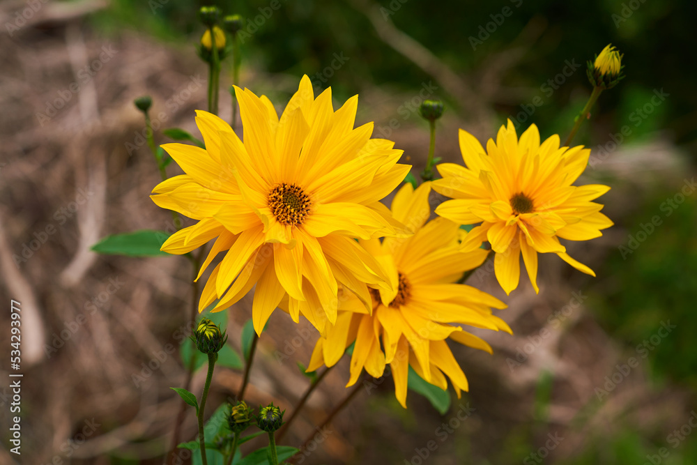 yellow flowers in the woods