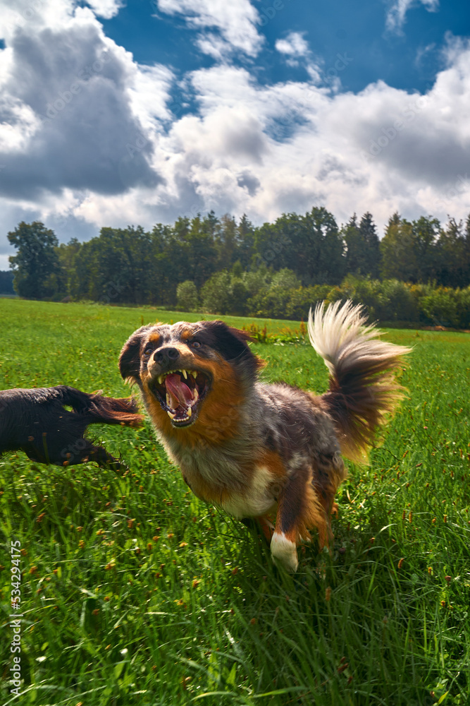 Obraz premium Happy dog running fast in a green field