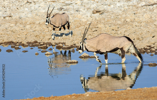 Two Oryx at a waterhole in Etosha, with a good reflection in the water. Namibia , Southern Africa