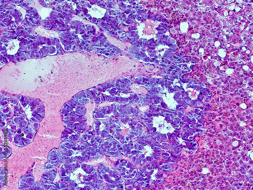 Obraz premium guinea pig adrenal gland cross section under the microscope - optical microscope x200 magnification