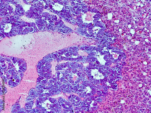guinea pig adrenal gland cross section under the microscope - optical microscope x200 magnification photo