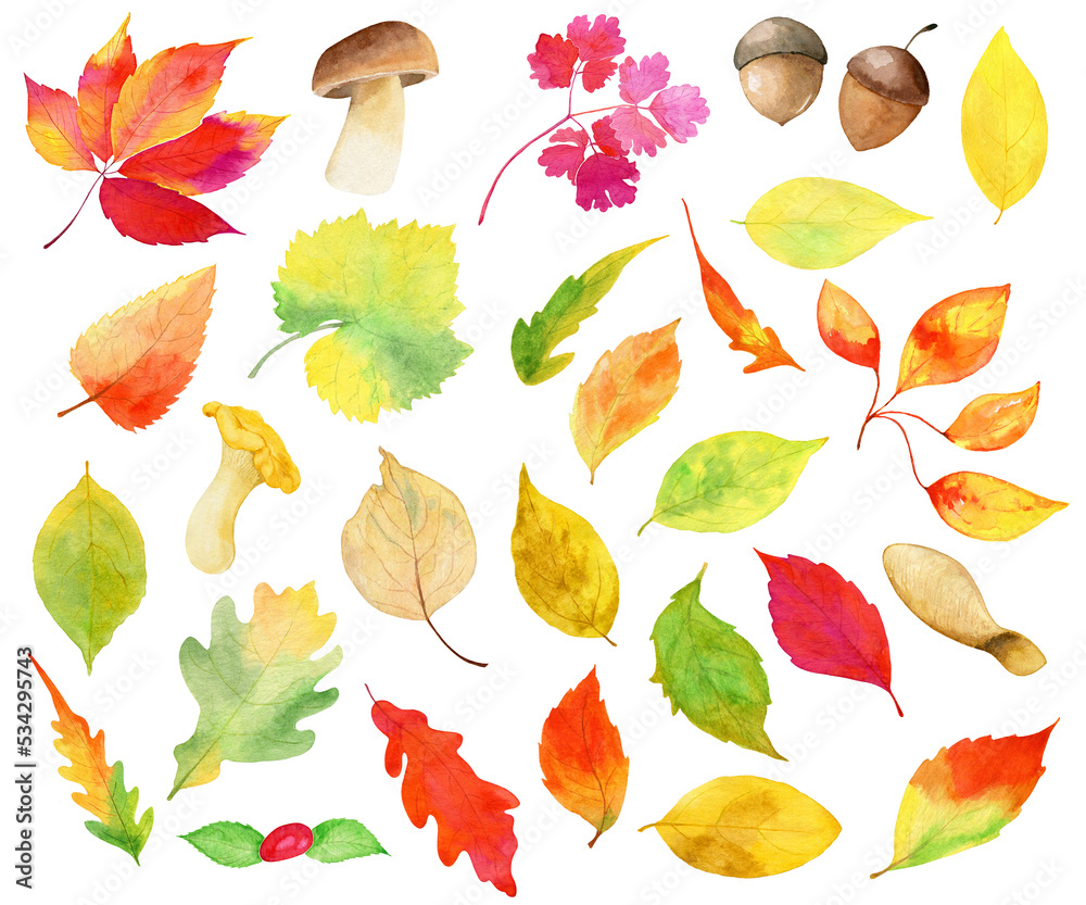 Obraz premium watercolor fall set with leaves, mushrooms and acorn, isolated on transparent background