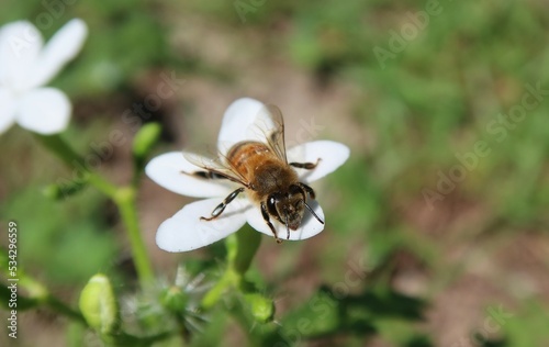 Bee resting on a white wildflower in Florida nature, closeup photo