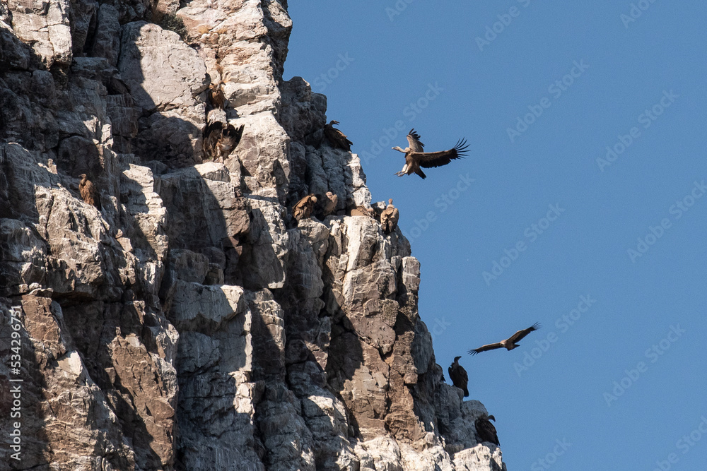 Eurasian griffon vulture (Gyps fulvus) flying and landing on a rock in Monfrague National Park