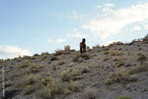 Caballo americano de raza Mustang a un lado de una tipica carretera norteamericana