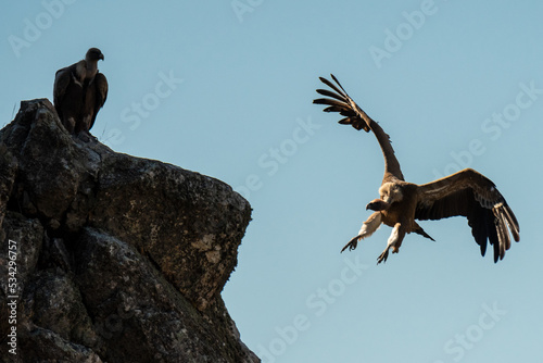 Eurasian griffon vulture (Gyps fulvus) flying and landing on a rock in Monfrague National Park. Monfrague National Park