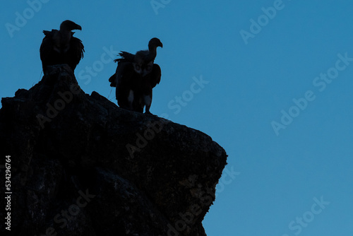 Two Eurasian griffon vulture (Gyps fulvus) perched on a rock in Monfrague National Park photo