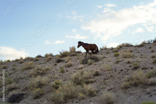 Caballo americano de raza Mustang a un lado de una tipica carretera norteamericana