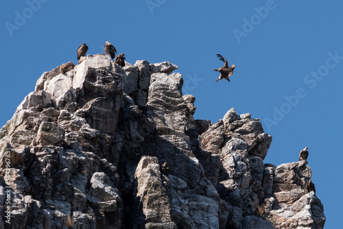 Eurasian griffon vulture (Gyps fulvus), flying and landing on a rock in Monfrague National Park. Monfrague National Park photo