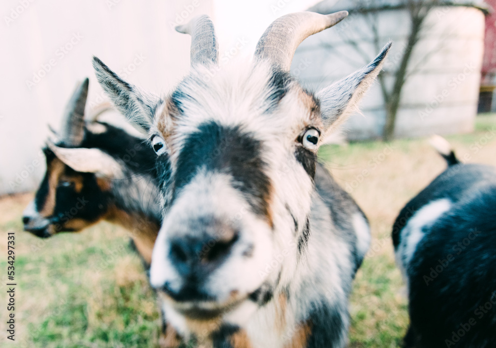 Up close goats on a rural hobby farm in Oklahoma