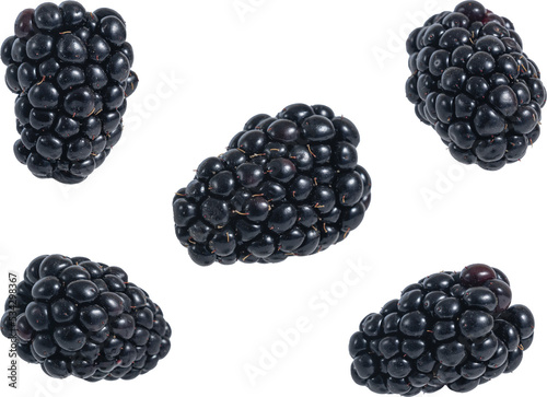 Fresh blackberry falling