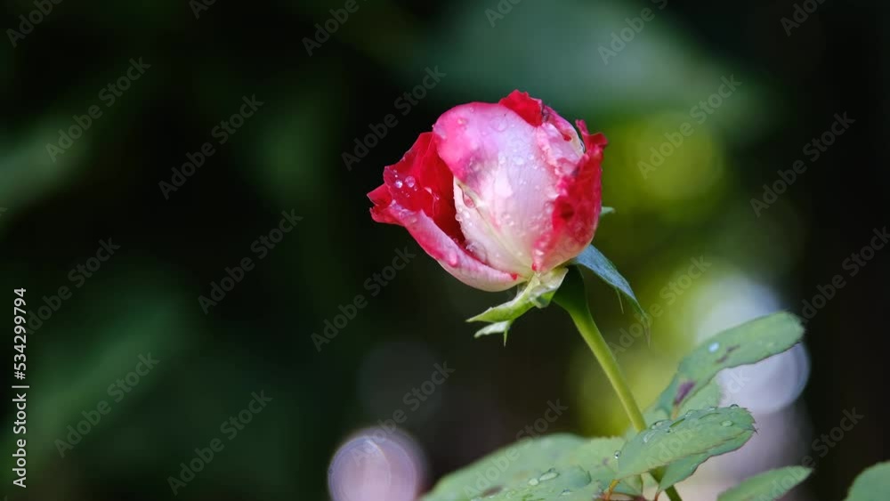 Red rose bush in the garden on rainy weather slow motion. Flowers of roses on the flower bed close up. Rainy day in the flower garden. Close-Up Beautiful Shot Of Red Rose On Plant On cloudy weather Red rose bush in the garden on rainy weather slow motion. Flowers of roses on the flower bed close up. Rainy day in the flower garden. Close-Up Beautiful Shot Of Red Rose On Plant On cloudy weather