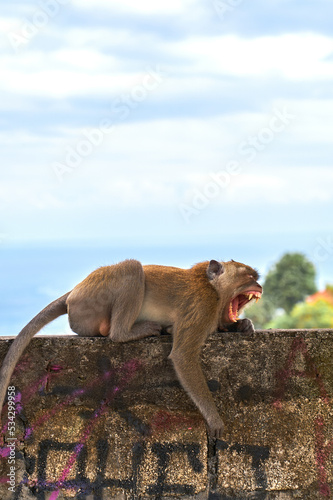Photography monkey lying on a wall and yawning
