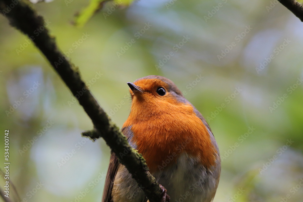 A wild Robin bird in a forest in Preston. These birds are associated with Christmas and often found on the front of cards. A wild Robin bird in a forest in Preston. These birds are associated with Christmas and often found on the front of cards.
