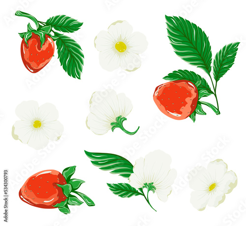 Red strawberries, white flowers and green leaves. A juicy berry set.