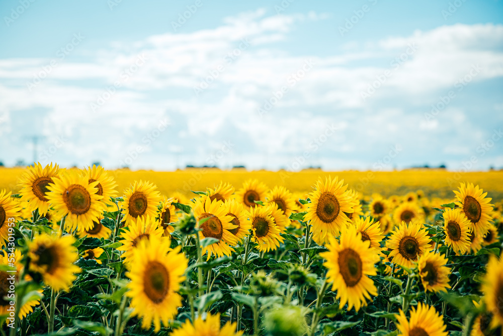 sunflower_XIII