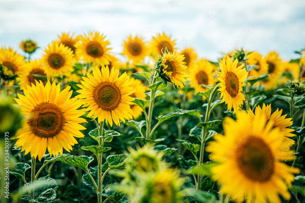 sunflower_XII sunflower_XII