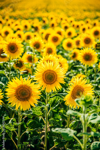 sunflower_III