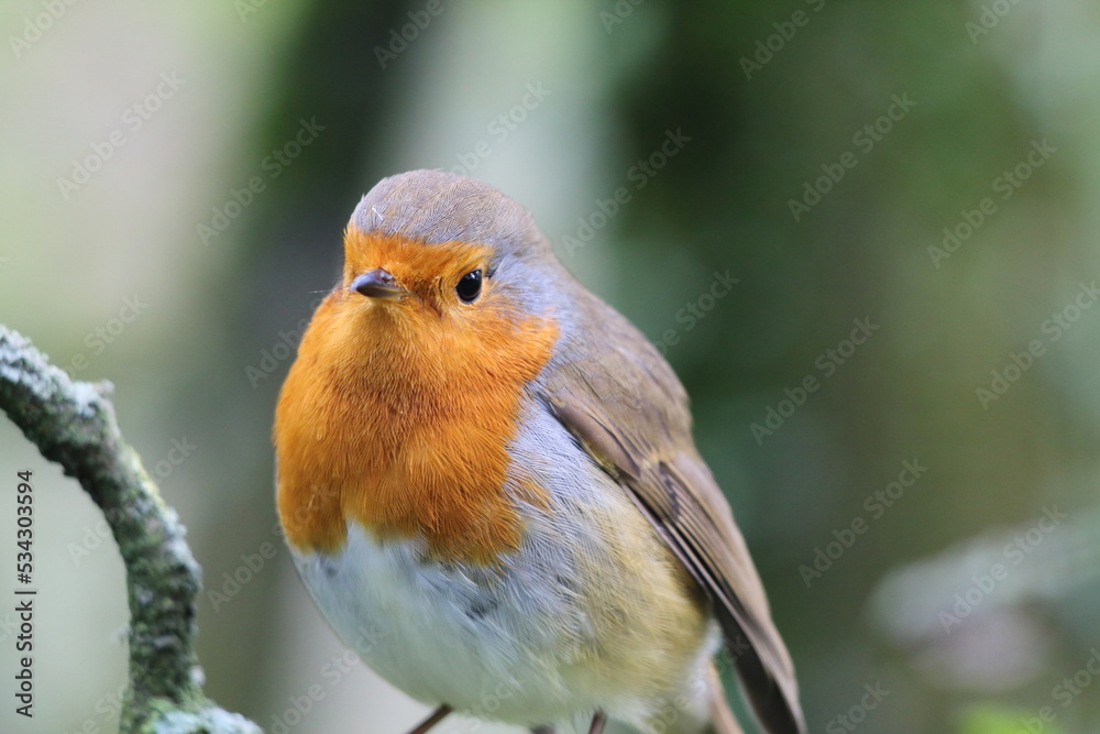 Fototapeta premium A Robin bird sitting on a branch in the forest. These birds are popular around Christmas time. This photo was taken on a cold autumn afternoon.