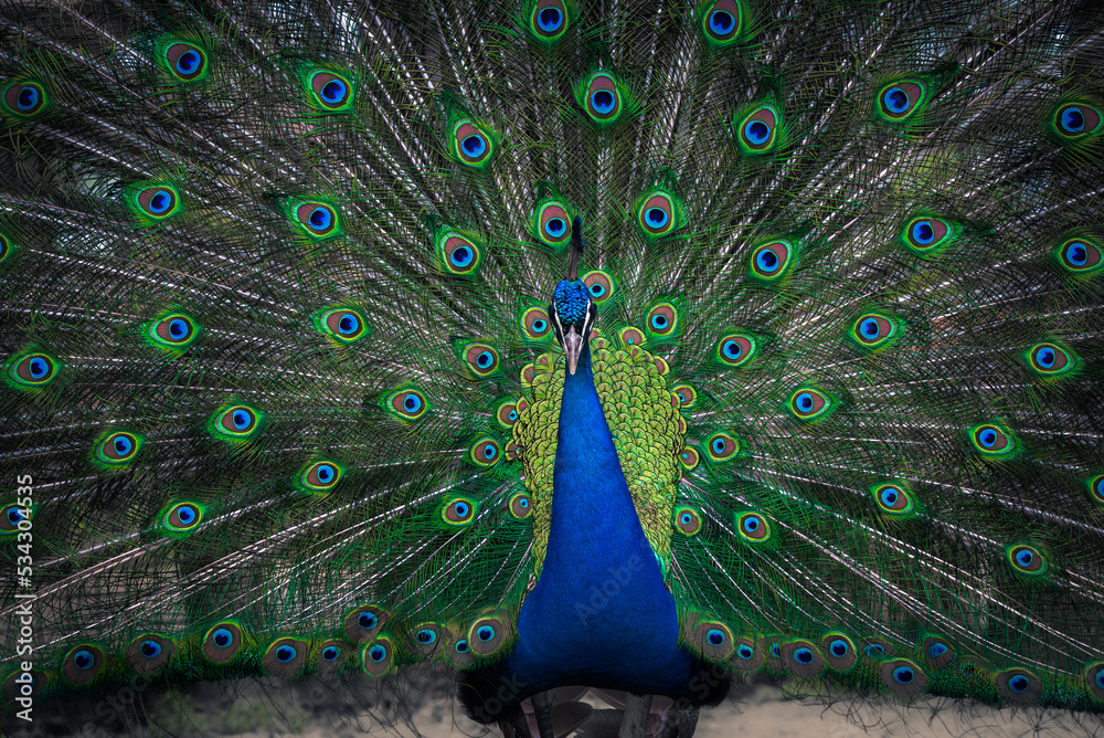 Obraz premium peacock feather close up, peacock background