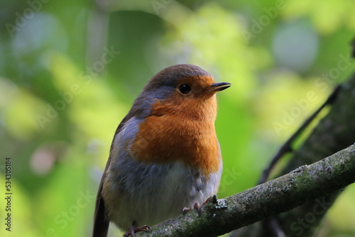 A wild Robin bird in a forest in Preston. These birds are associated with Christmas and often found on the front of cards. © NW_Photographer