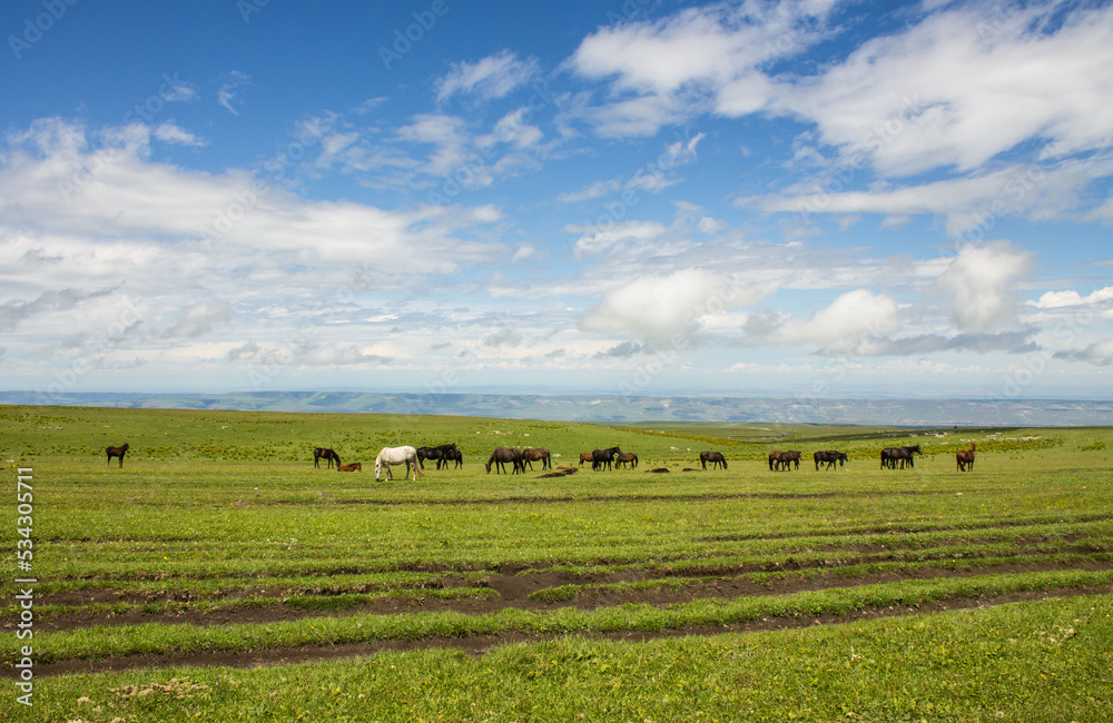 Endless pasture with green grass and a herd of beautiful horses on a cloudy summer day and a space for copying in Karachay Cherkessia russia