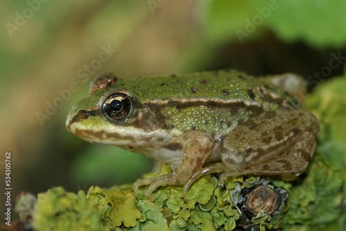 Closeup on brilliant green juvenile Marsh frog, Pelophylax ridibundus sitting on lichen covered wood photo