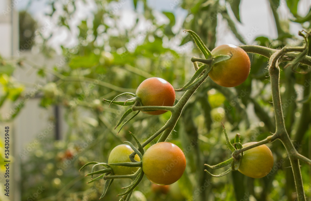 Unripe cherry tomatoes are hanging on a branch with green leaves in a greenhouse close-up