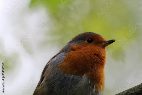 A wild Robin that has perched on a branch in the forest. These birds are famous at Christmas time and often seen on the front of holiday and greeting cards. © NW_Photographer