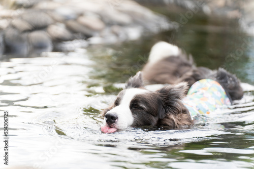 ボーダーコリー 牧羊犬 白い　黒い 犬