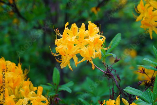 Golden yellow deciduous azalea flowers photo