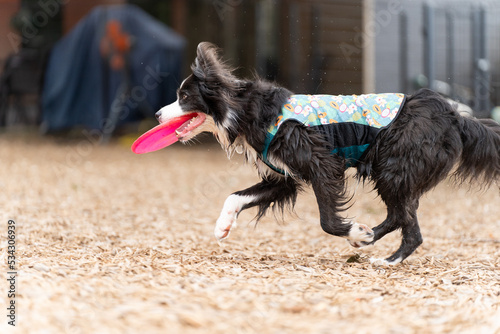 ボーダーコリー 牧羊犬 白い　黒い 犬