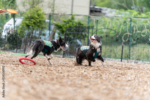 ボーダーコリー 牧羊犬 白い　黒い 犬