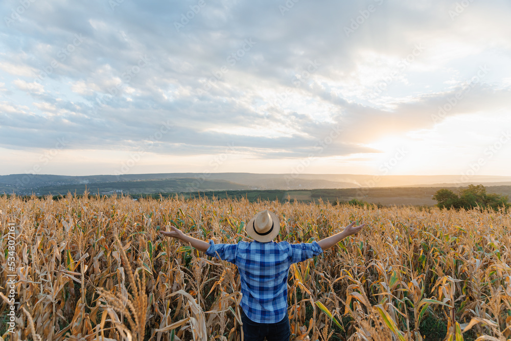 Back view a young farmer raised his hands up, standing in a field with corn. Back view a young farmer raised his hands up, standing in a field with corn.