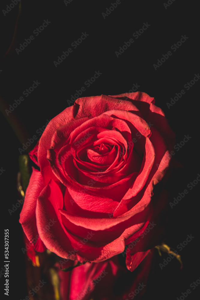 Red Rose Flower