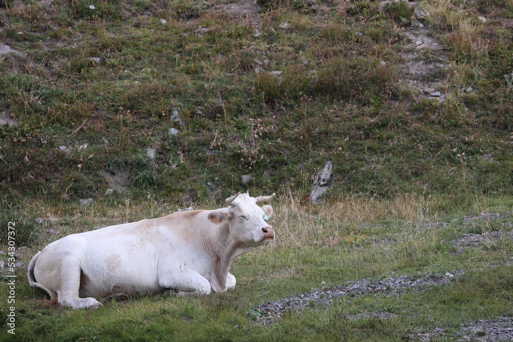 Fototapeta premium white charolais cow in the alps