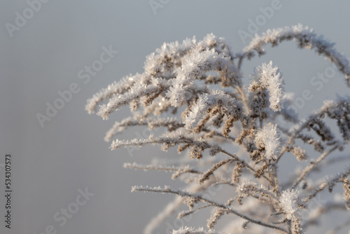 frost on branches © TomaszPodlak