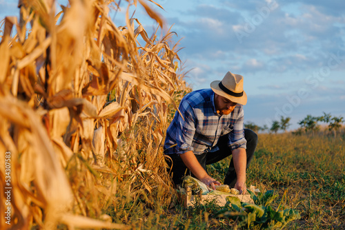 man gathering corn on field