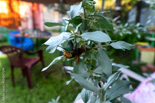 A large hornet sits on a branch of a green bush photo