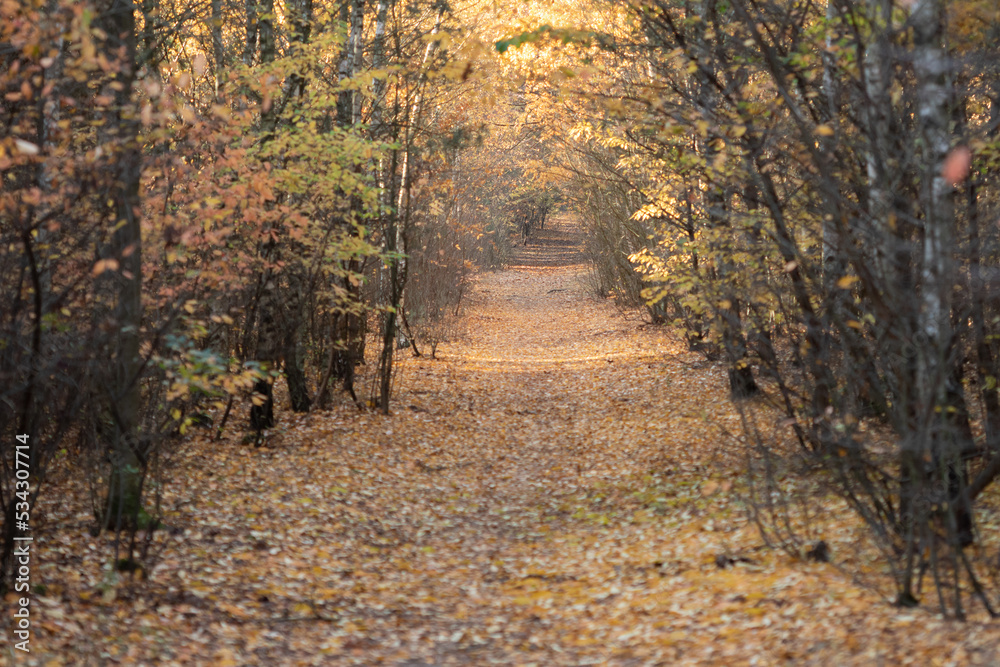 path in the forest in autumn time path in the forest in autumn time