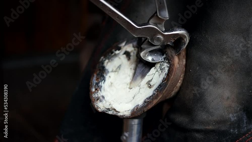 farrier hoof care trimming close-up photo