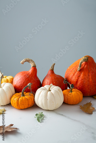 Autumn pumpkin set still life holiday concept