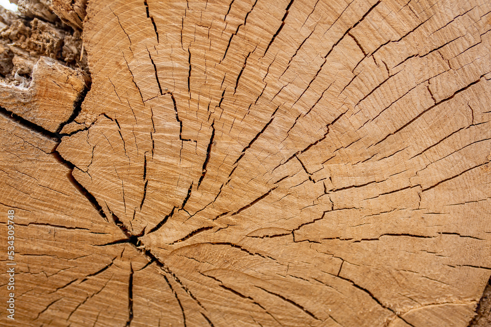 Fototapeta premium The texture of the stump in the cut. Cutting down trees for firewood.