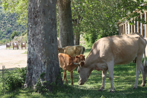 cow and calf photo