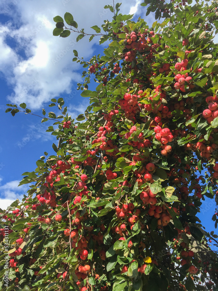 Closeup on red apples in the garden against the blue sky. Location vertical.